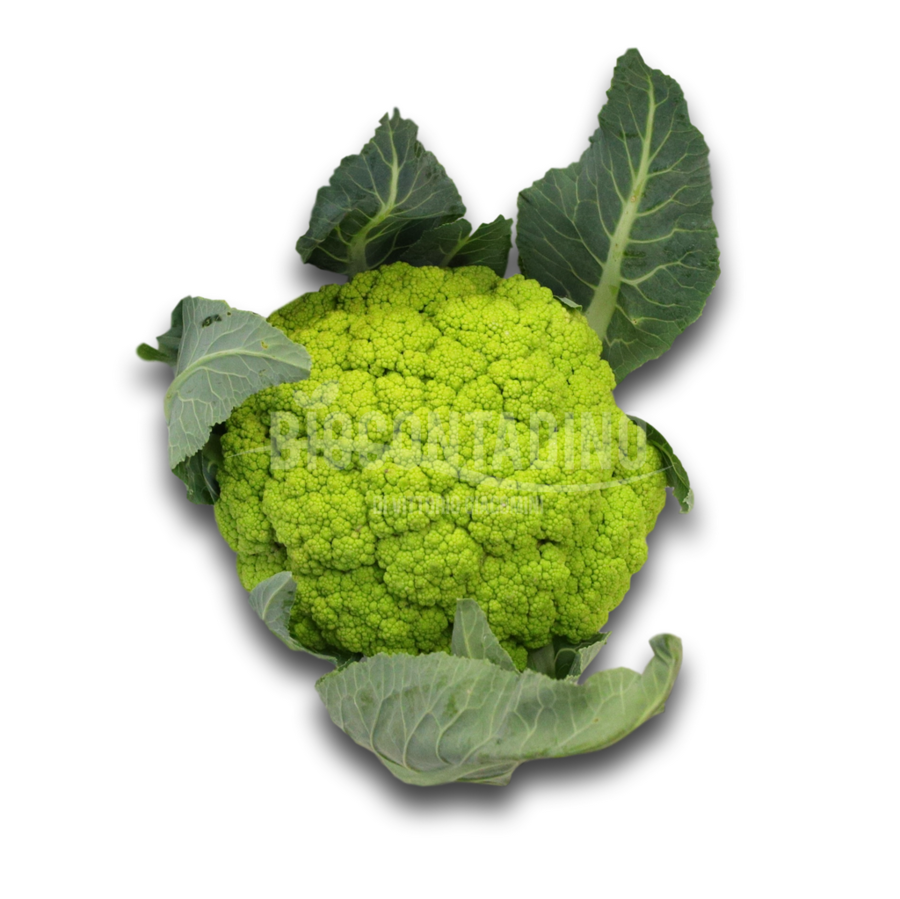 Cavolfiore maceratese bio