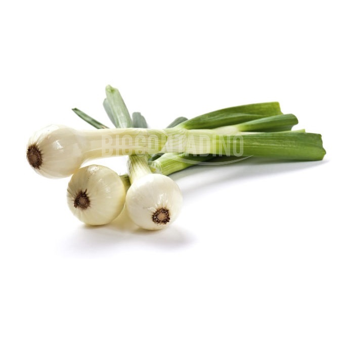 Cipollotti freschi bio