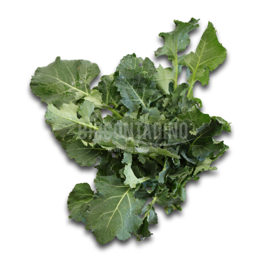 Cime di rapa bio
