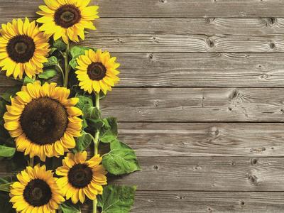TOVAGLIETTE IN CARTA CM.30X40 HELIANTHUS  CONF.1000 pz