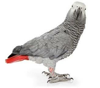 Versele African Parrot Loro Parque Mix - 1Kg.