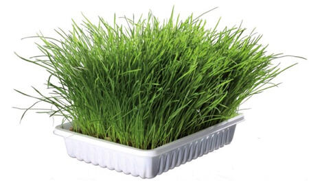 Trixie Erba gatta soffice in vaschetta - 100 gr.