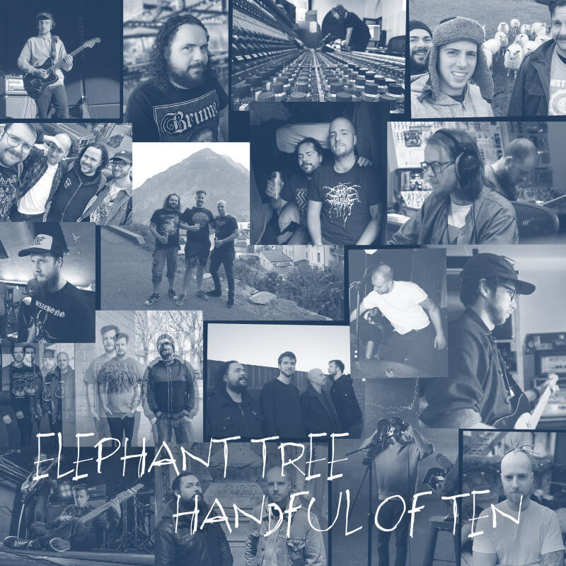 ELEPHANT TREE - HANDFUL OF TEN - 