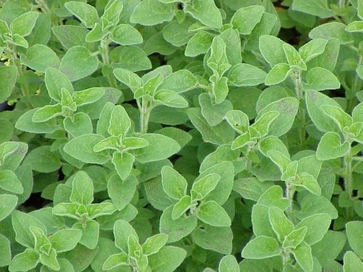 ORIGANO Olio Essenziale
