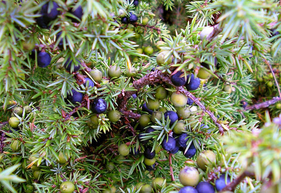 GINEPRO Olio Essenziale