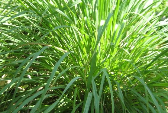CITRONELLA Olio Essenziale