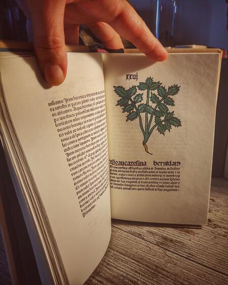 Pocketbook: Herbarius Patavie - Erbario manoscritto del 1485 - REPLICA