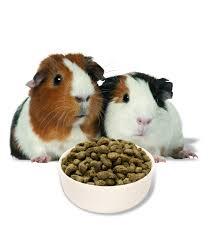 Burgess Guinea Pig Nuggets with Mint - 1,5 Kg.  - SCADENZA NOV. 2025