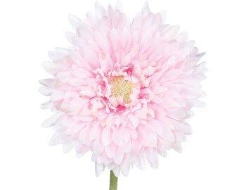 Gerbera, 50cm, pale pink
