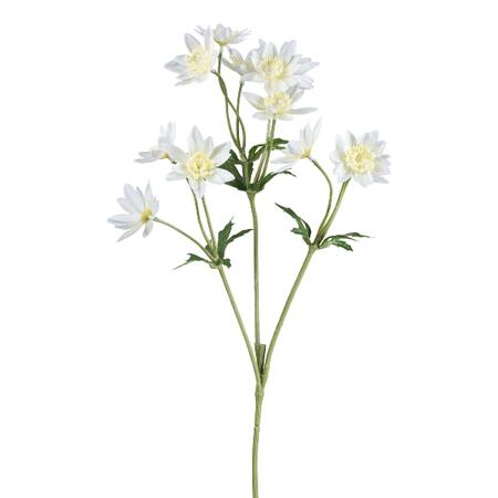 Scabiosa, 66cm, white
