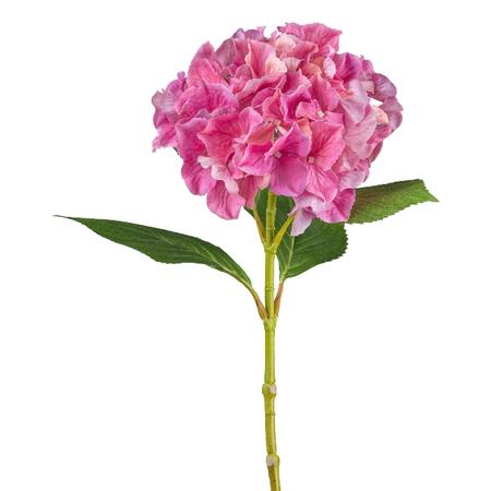 Hydrangea, 66cm, pink