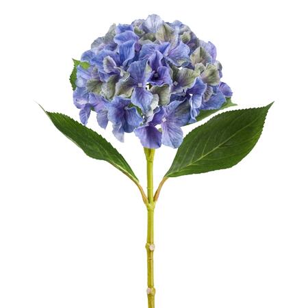 Hydrangea, 66cm, blue