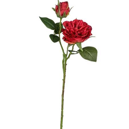 Garden rose, 58cm, red