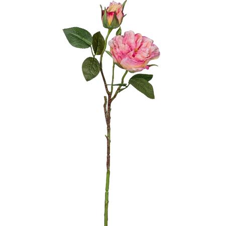 Garden rose, 58cm, pale pink