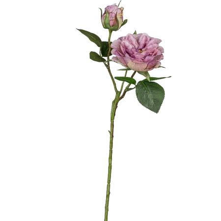 Garden rose, 58cm, light lilac