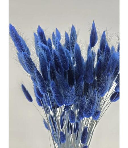 LAGURUS GR.100 IN BUSTA - BLU