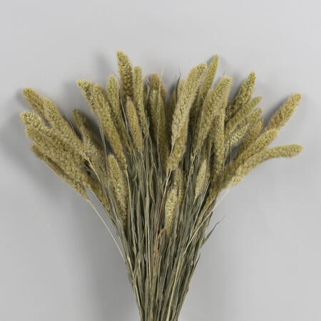 SETARIA GR.100 IN BUSTA