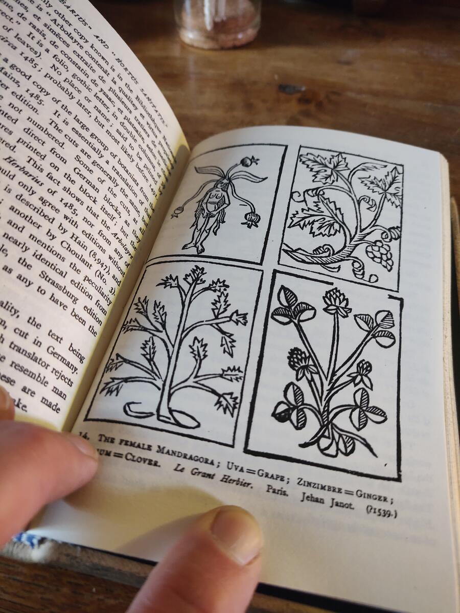 Copia di Advanced Potion Making - Severus Snape (Severus Piton) - Harry Potter - The complete book with an additional herbal and bestiary