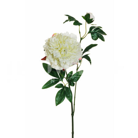 PEONIA CON 1 BOCCIOLO E 1 FIORE H 69 CM BIANCO