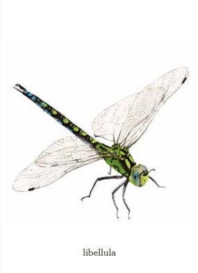 Insetti - Il mondo in tasca