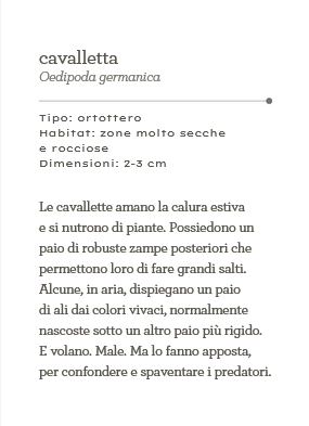 Insetti - Il mondo in tasca