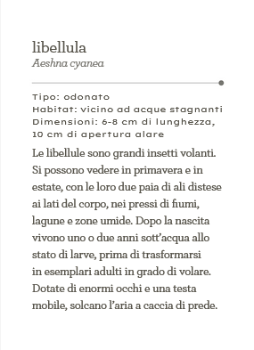 Insetti - Il mondo in tasca
