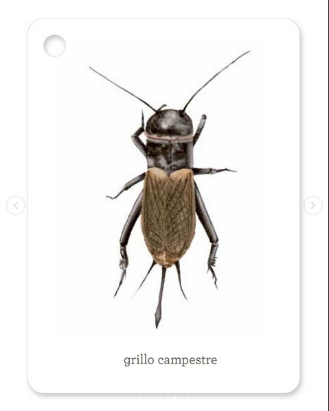 Insetti - Il mondo in tasca