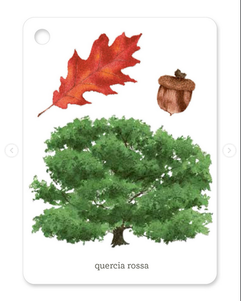 Alberi - Il mondo in tasca