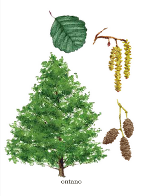 Alberi - Il mondo in tasca