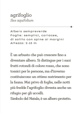 Alberi - Il mondo in tasca