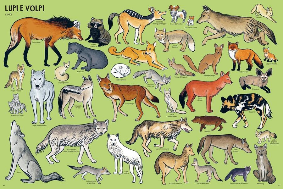 Tanti tantissimi animali