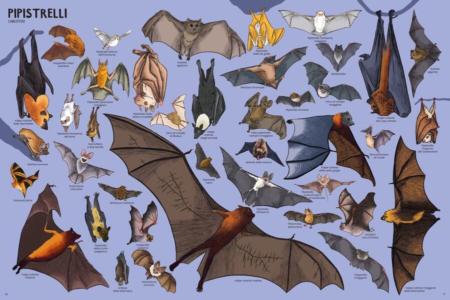 Tanti tantissimi animali