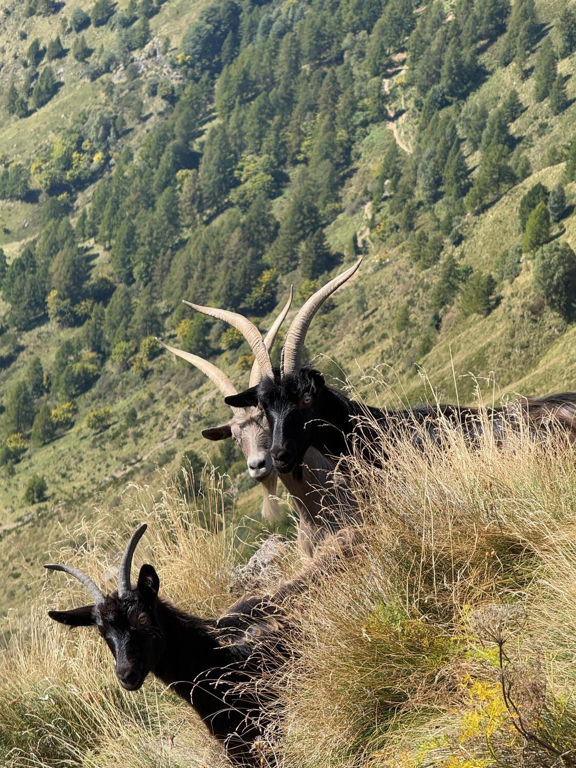 RIFUGIO ARIAAL  (LC) - escursione su richiesta 