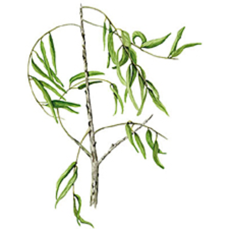 Essenthya - Katafray olio essenziale 