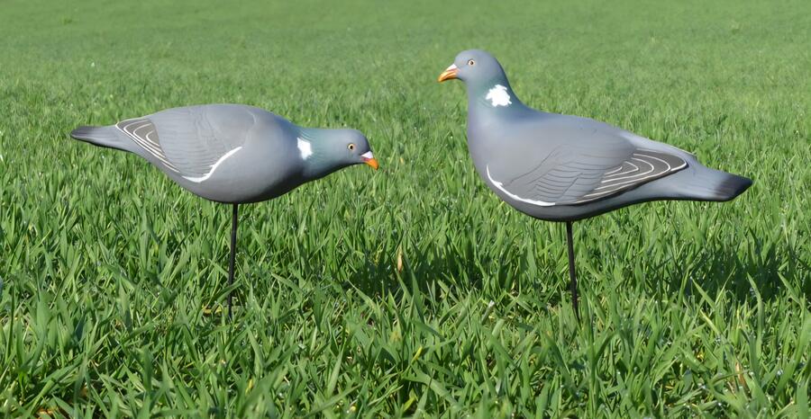 Stampi Colombaccio in HD a Corpo Intero – Set 10 Pezzi (6 Attivi + 4 in Pastura) con Paletti 45 cm, Realistici e Resistenti, prezzo confezione da 10 pezzi