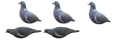 Stampi Colombaccio HD a Corpo Intero – Set da 5 o 10 Pezzi con Movimento Naturale