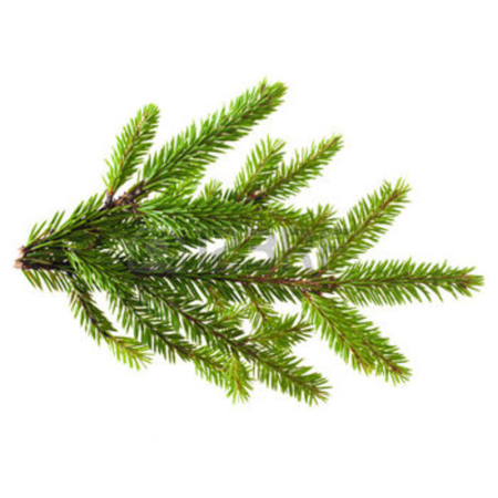 Essenthya - Pino del Canada (Picea mariana) olio essenziale 