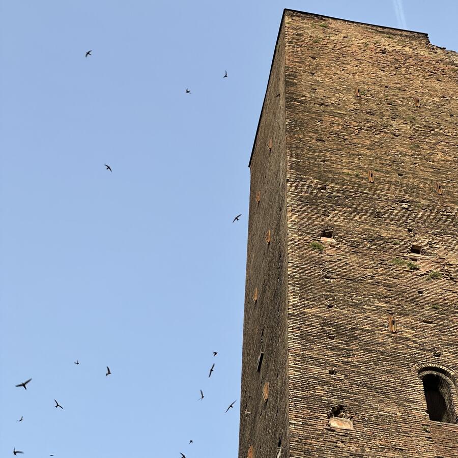 Rondine di Bologna Ciondolo