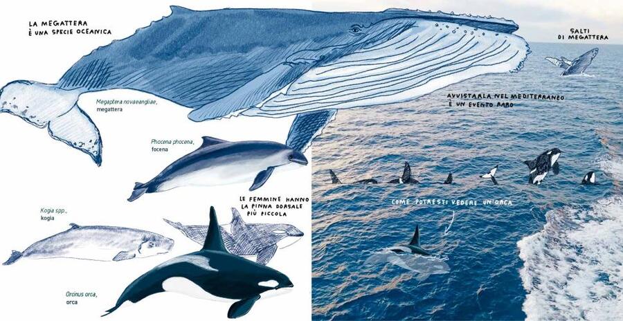 In alto mare. Guida pratica per piccoli navigatori lungo le rotte dei giganti marini.
