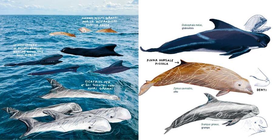 In alto mare. Guida pratica per piccoli navigatori lungo le rotte dei giganti marini.