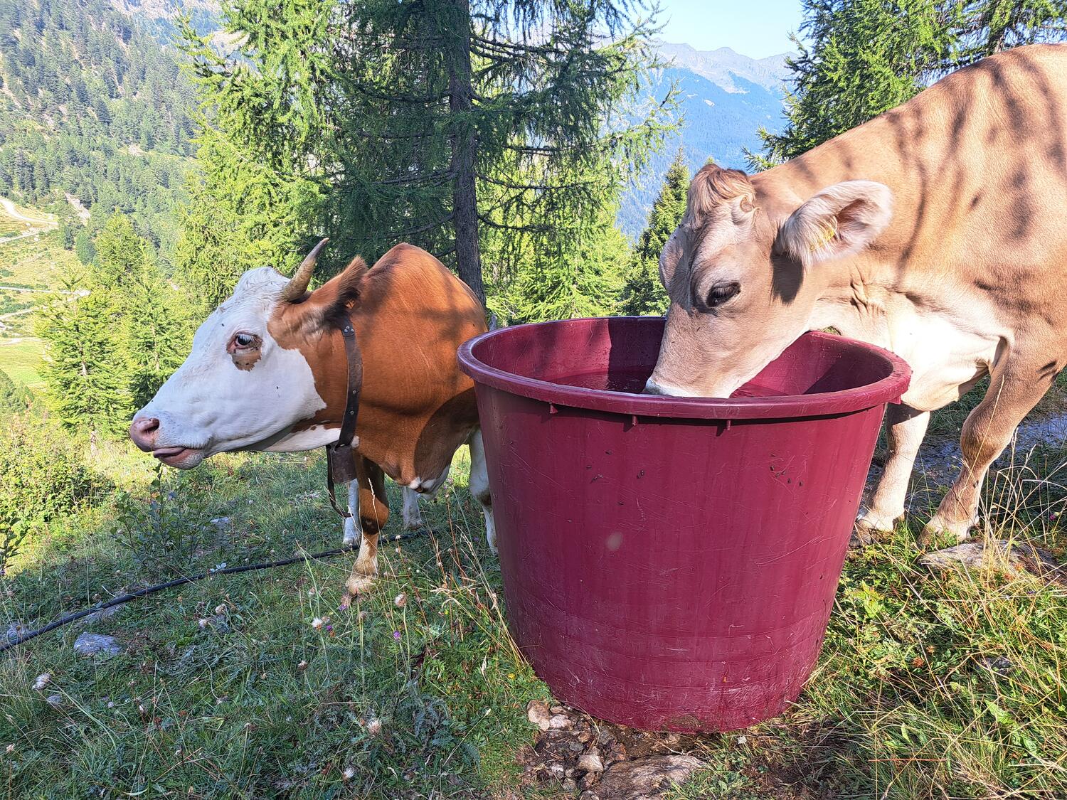 VENERDI' 28 AGOSTO Camminata al chiaro di luna con cena in rifugio