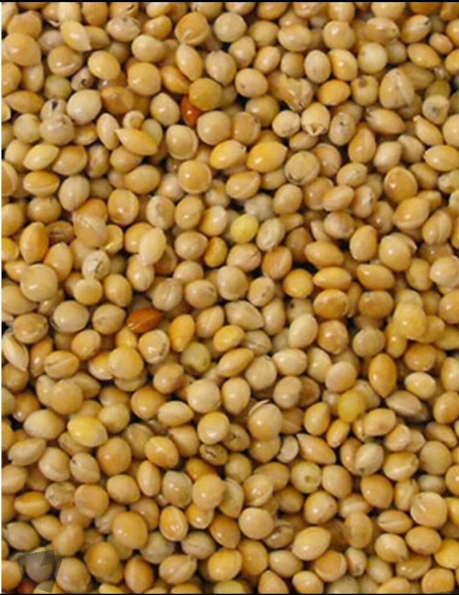 Versele Miglio Giallo - 1 kg.