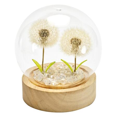 Wald Cloche in Vetro con Base in Legno e LED “Soffioni” — fiore vero stabilizzato, Ø10x11h cm